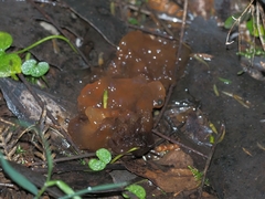 Phaeotremella fimbriata