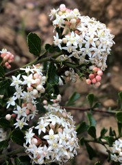 Pomaderris obcordata