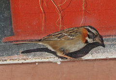 Zonotrichia capensis