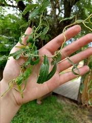 Salix babylonica tortuosa