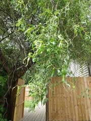 Salix babylonica tortuosa