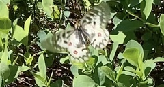 Parnassius