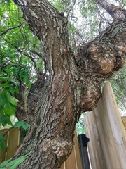 Salix babylonica tortuosa