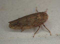 Paraphlepsius continuus