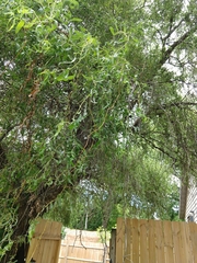 Salix babylonica tortuosa