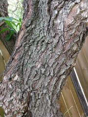 Salix babylonica tortuosa