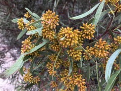 Eucalyptus leptophylla
