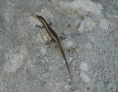 Cryptoblepharus novocaledonicus