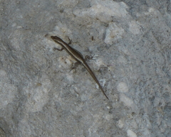 Cryptoblepharus novocaledonicus
