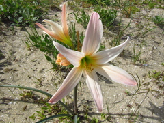 Zephyranthes ananuca