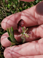 Exobasidium sundstroemii