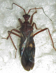 Neotrichedocla