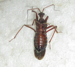 Neotrichedocla