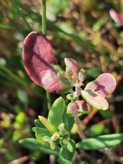 Exobasidium sundstroemii