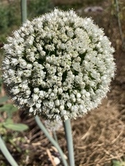Allium porrum