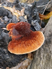 Postia pelliculosa