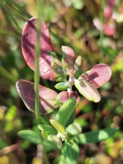 Exobasidium sundstroemii