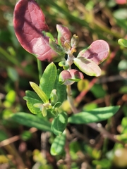 Exobasidium sundstroemii