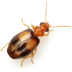 Lebia bumeliae