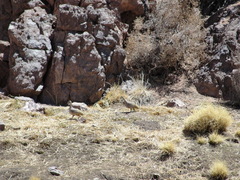 Tinamotis pentlandii