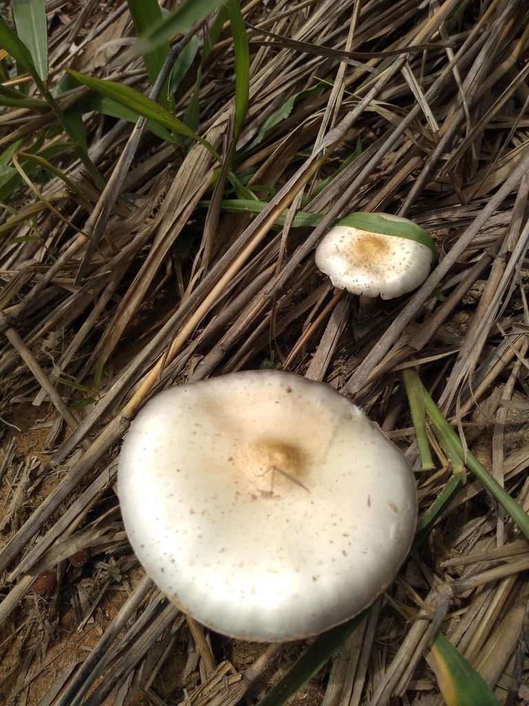 Psilocybe cubensis · October 2019 · photo: © lucaskaminski (iNaturalist, cc-by)