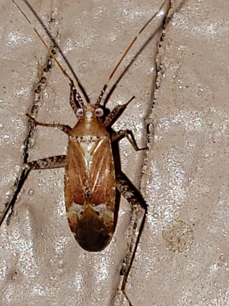 Phytocoris comulus