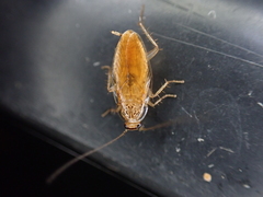 Neoblattellini
