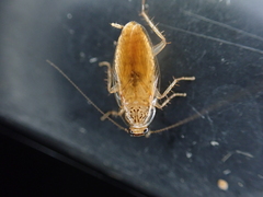 Neoblattellini