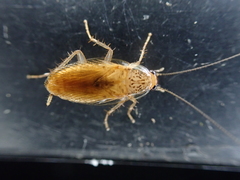 Neoblattellini