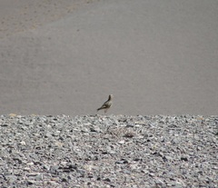 Oreopholus ruficollis