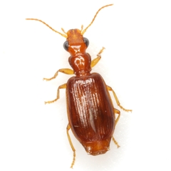 Euproctinus abjectus