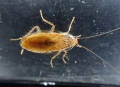 Neoblattellini
