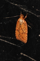 Agonopterix robiniella