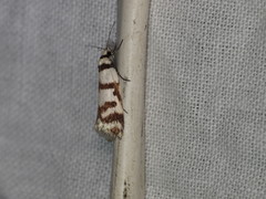 Philobota impletella