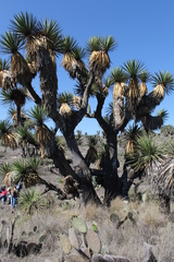 Yucca periculosa