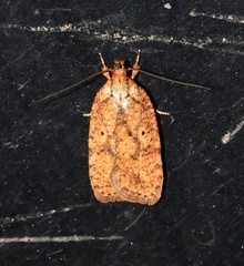Agonopterix robiniella
