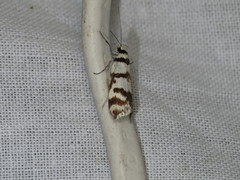 Philobota impletella