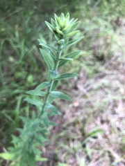 Liatris squarrulosa