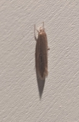 Limnaecia phragmitella