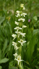 Platanthera dilatata albiflora
