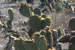 Opuntia perotensis