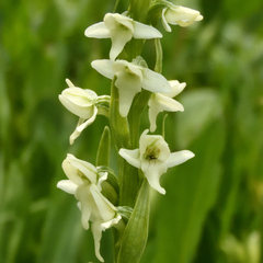 Platanthera dilatata albiflora