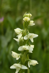 Platanthera dilatata albiflora
