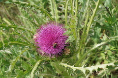Cirsium drummondii
