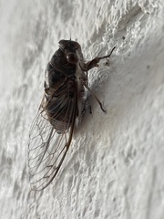 Diceroprocta digueti