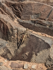 Cratypedes neglectus