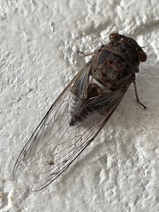 Diceroprocta digueti