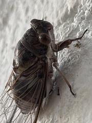 Diceroprocta digueti