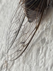 Diceroprocta digueti