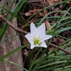 Zephyranthes atamasco